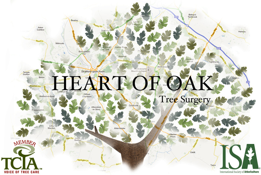 oak-tree-logo2